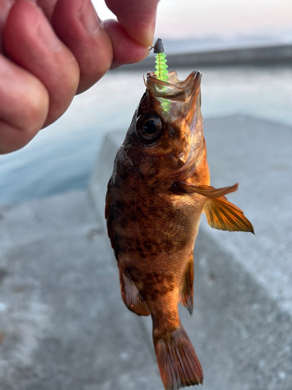 SHIMANO 18ステラ 2500SHGの最安値・インプレ・釣果 | 本音の口コミが