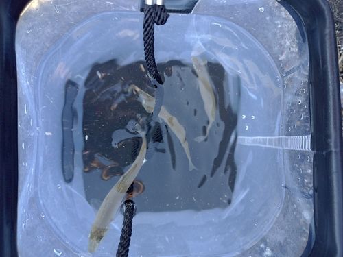 キスの釣果
