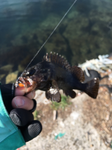 ソイの釣果