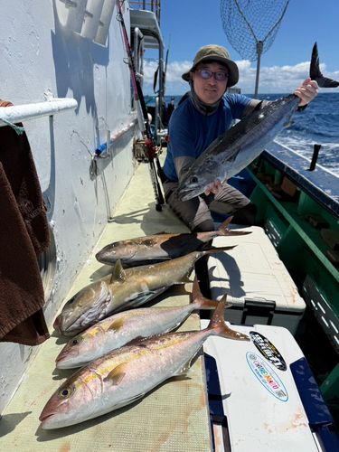 カンパチの釣果
