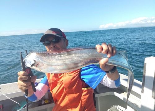 タチウオの釣果