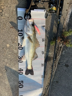 フッコ（タイリクスズキ）の釣果