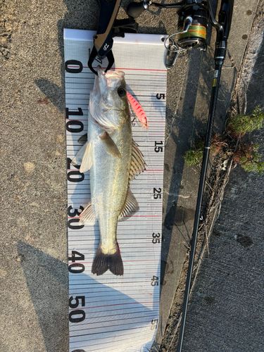 フッコ（タイリクスズキ）の釣果