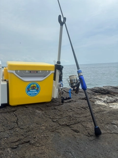 シロギスの釣果