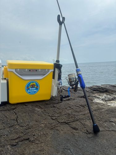 シロギスの釣果