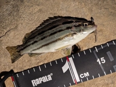 シマイサキの釣果