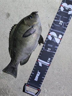 グレの釣果
