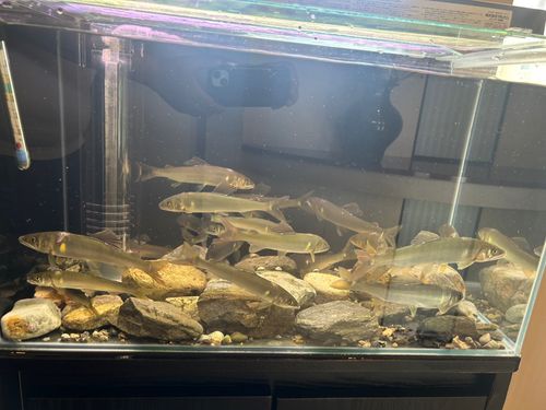 アユの釣果