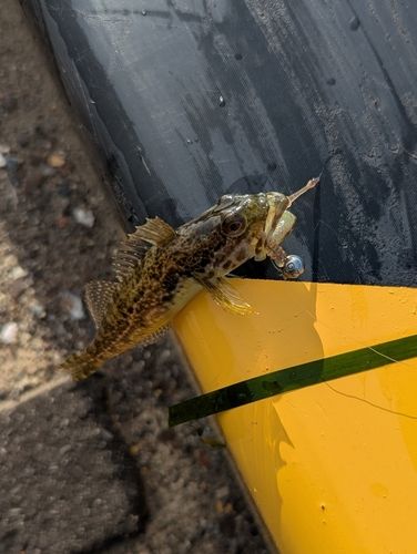 クジメの釣果