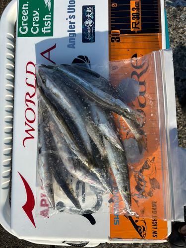 カマスの釣果