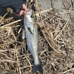 コチの釣果