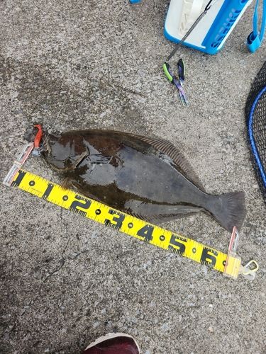 ヒラメの釣果