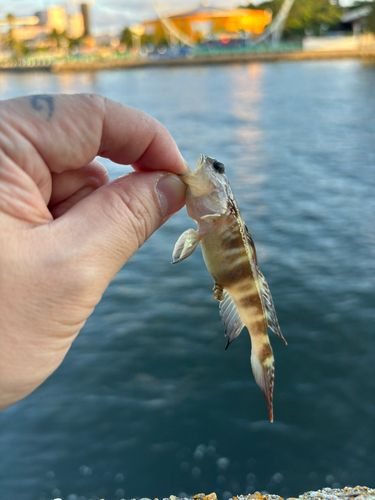 ハゼの釣果