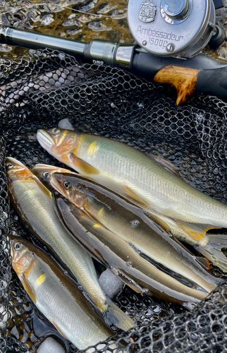 アユの釣果