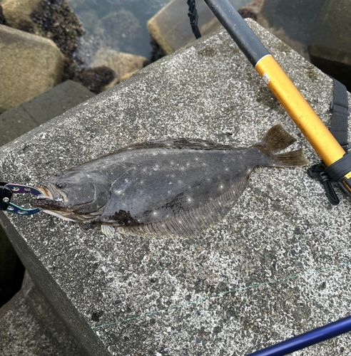 ヒラメの釣果