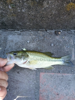 ラージマウスバスの釣果
