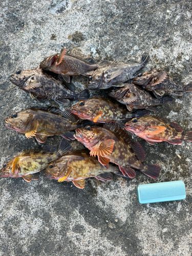 カサゴの釣果