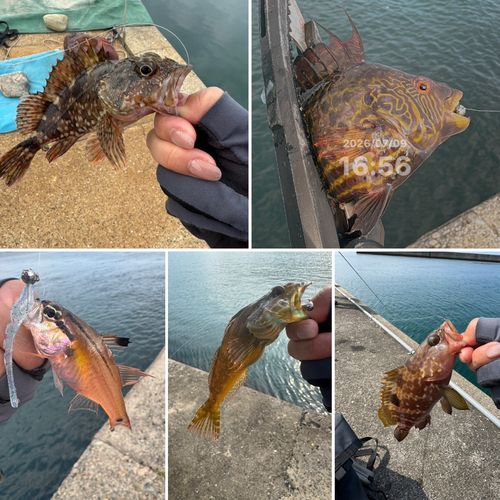 釣果