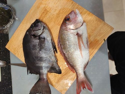 マダイの釣果