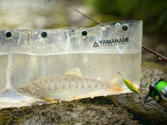 ヤマメの釣果