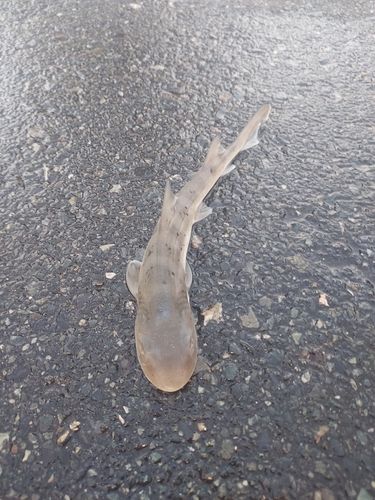 サメの釣果