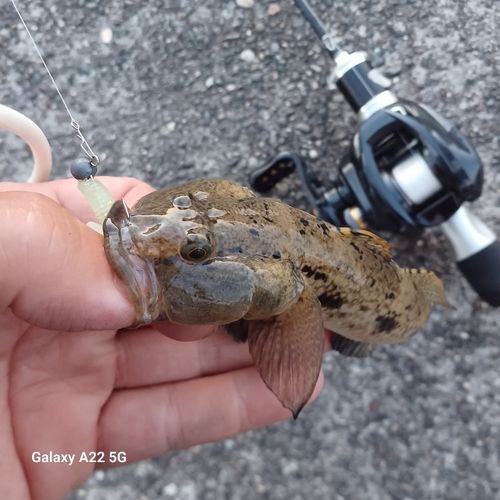 ウロハゼの釣果