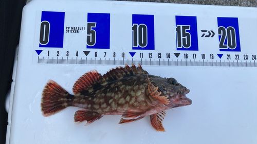 カサゴの釣果