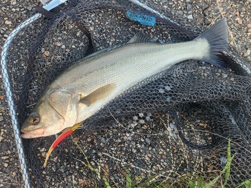 フッコ（マルスズキ）の釣果