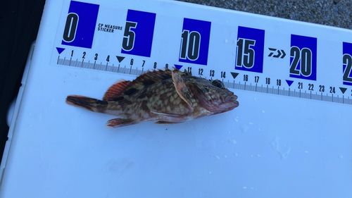 カサゴの釣果