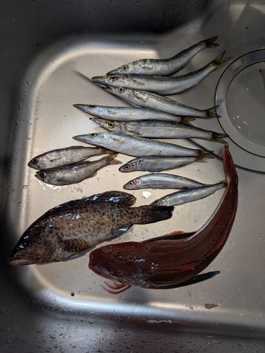 ホウボウの釣果
