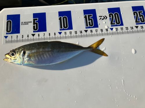 マアジの釣果