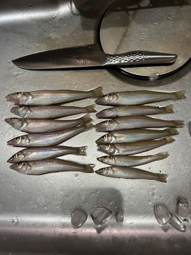 キスの釣果