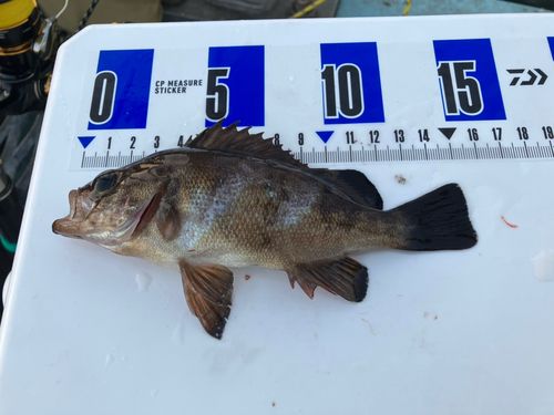 メバルの釣果
