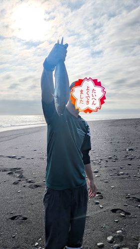 シイラの釣果
