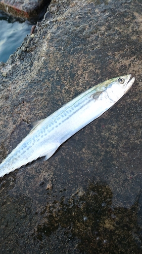 サゴシの釣果