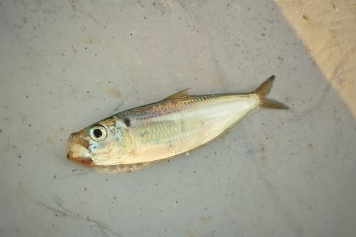 コノシロの釣果