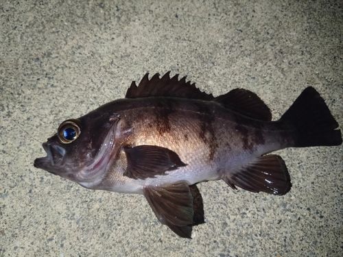 メバルの釣果