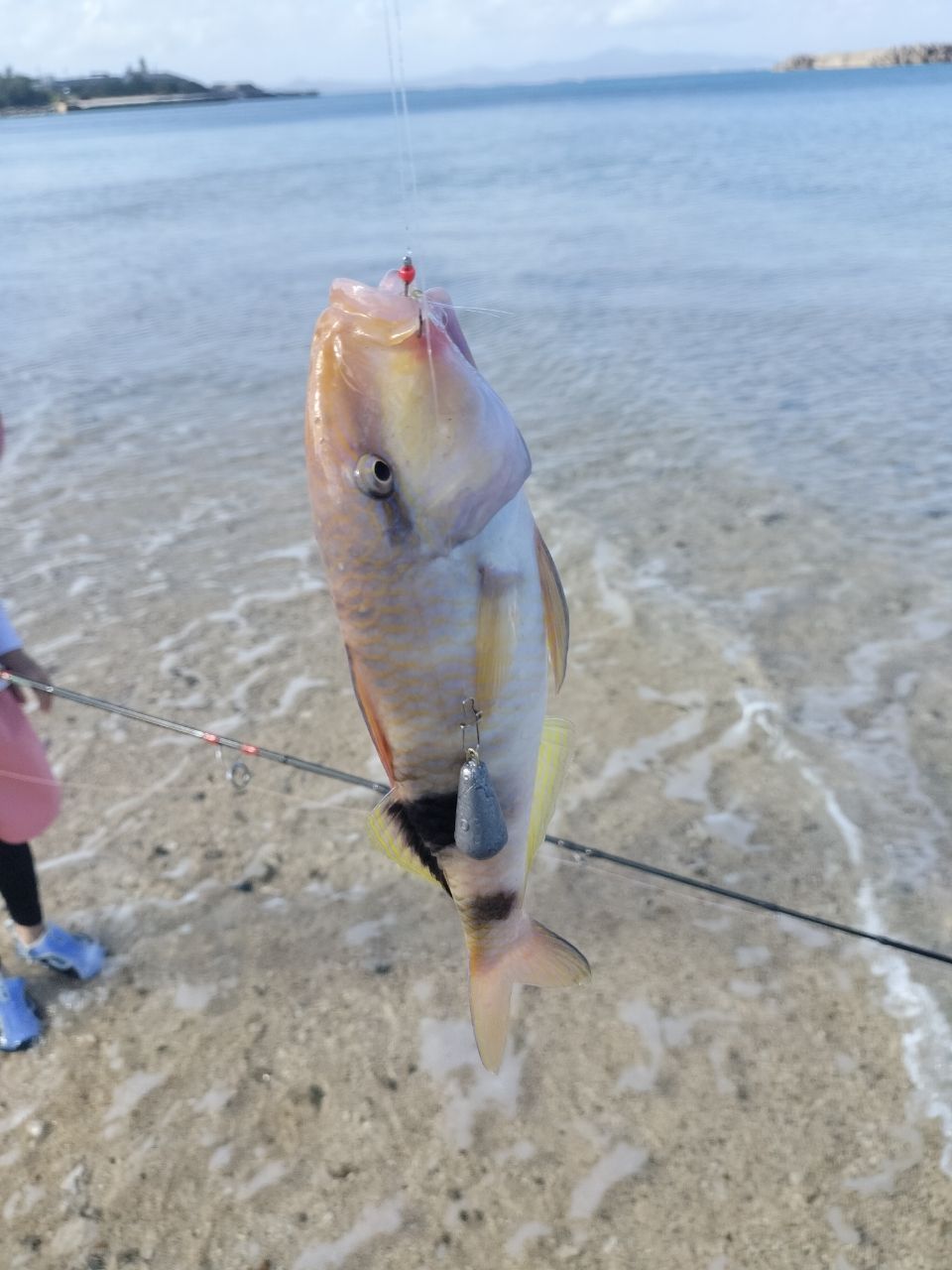 トゲダルマガレイの釣果写真