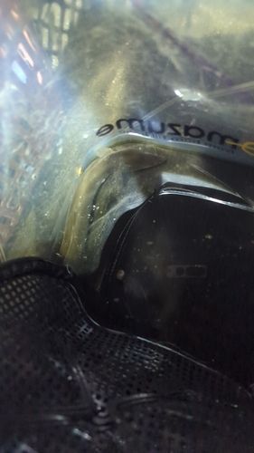 ウナギの釣果