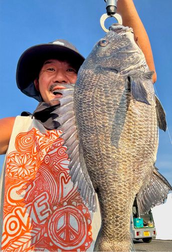 チヌの釣果