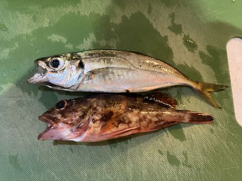 アジの釣果