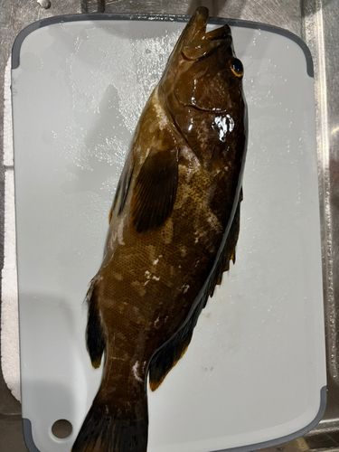 クエの釣果