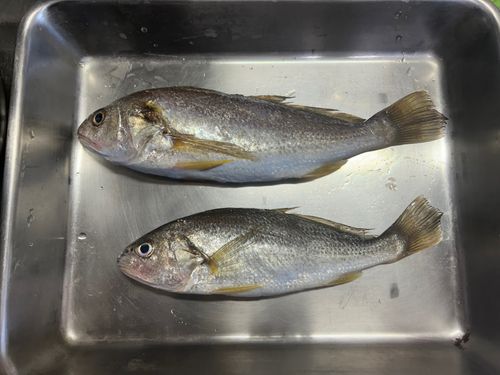 イシモチの釣果
