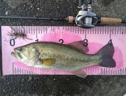 ブラックバスの釣果