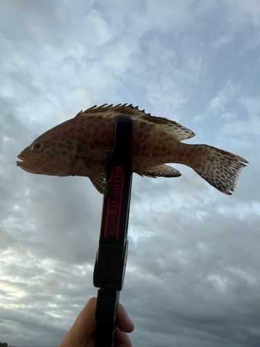 キジハタの釣果