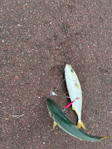 ツバスの釣果