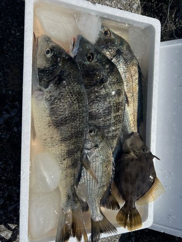 チヌの釣果