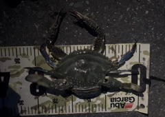 タイワンガザミの釣果
