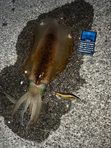 アオリイカの釣果