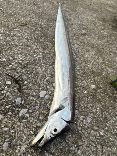タチウオの釣果